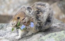 Кричит на туристов и ест цветы: ученые предрекают исчезновение этого милого грызуна