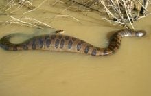 В Южной Америке найшли кости гигантских змей: что выяснили учёные (фото)