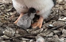 Возле украинских полярников появился первый пингвиненок сезона: ученые указали на странное обстоятельство (фото)