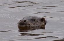 Жонглируют камнями: в районе Чернобыля заметили ловких и умных хищников