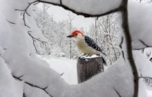 12 января погода в Украине начнет улучшаться, но теплее не станет