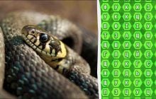 98% людей не можуть знайти слово "гадюка" за 12 секунд: напрочуд складна головоломка