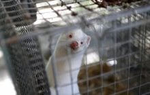 У Польщі повністю заборонили вирощувати тварин для отримання хутра