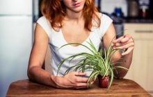 Як часто поливати хлорофітум, щоб він пишно ріс