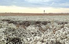 Удивительный хлопок: ученый показал невероятные цветы, которые растут в Одесской области