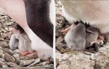 Трелі та "муркотіння": полярники показали кадри спілкування новонароджених пінгвінів
