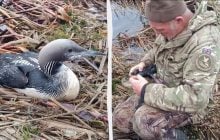 Був приречений на загибель: у нацпарку на Одещині врятували птаха з Арктики (відео)