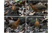 Рідкісний птах стикається з тими самими ризиками, що й давно вимерлий