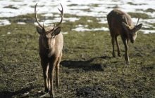 "Гарем" под наблюдением: возле Чернобыля зафиксировали уникальные кадры из жизни оленей (видео)