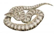 Біолог розповів про найбільшу змію в історії: вона була довшою за автобус