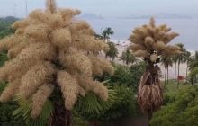 Уперше і востаннє: у Бразилії розквітли унікальні пальми