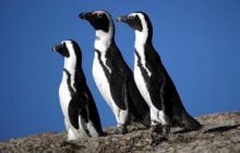 В ПАР загинули тисячі пінгвінів: науковці з'ясували невтішні причини