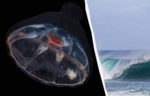 Вчені знайшли в океані невидимий бар'єр, який медузи не можуть подолати