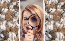 Усі бачать кролів, а треба знайти 3 котів за 12 секунд: дивовижна оптична ілюзія
