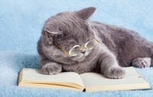 Як зрозуміти, чи розумна ваша кішка: ветеринари назвали 3 способи