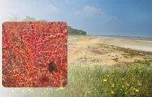 Використовували для виробництва скла: в Одеській області росте незвичайна яскрава рослина