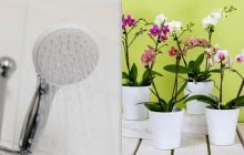 Как правильно поливать орхидею: эксперты назвали три лучших метода