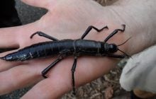 Это насекомое более 70 лет считалось вымершим, пока ученые случайно не обнаружили его