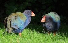 Птица, считавшаяся потерянной навсегда, вернулась: биолог объяснил, как такое могло произойти