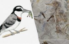 Скам'янілість епохи динозаврів допомогла зафіксувати дивну поведінку стародавніх птахів