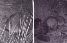 Від птахів до падалі: в районі Чорнобиля зафіксували всеїдну тварину (відео)