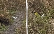 У нацпарку показали, як через зміни клімату тварини стають легкою здобиччю для хижаків взимку