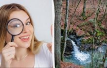 Ви у числі 1% геніїв, якщо можете знайти білку у лісі за 9 секунд: дивовижна оптична ілюзія