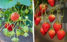 Як отримати свіжу полуницю без саду в будь-який час: секрети вирощування у квартирі