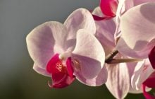 Орхідея пишно зацвіте, якщо взимку зробити одну процедуру: експертка поділилася досвідом