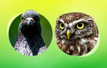 Як птахи реагують на вибухи та чи відчувають небезпеку завчасно: що кажуть у зоопарку