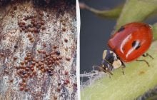 Как зимуют божьи коровки возле Чернобыля: ученые обратили внимание на тревожные изменения