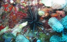 Ученые бьют тревогу: пандемия истребляет морских ежей по всему миру