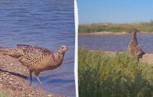 В заповеднике в Одесской области зафиксировали фазана, пьющего соленую воду из лимана (видео)