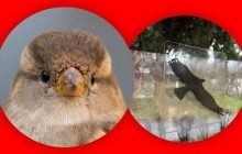 Якого кольору бояться птахи і чи бачать вони скло: відповідь експерта вас здивує
