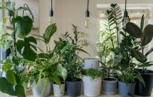 Растения используют мелатонин как "секретное оружие", - ученые