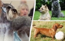 Маленькі, але дуже віддані: експерти назвали 7 порід собак, які є чудовими захисниками