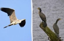 Просто вражає: дослідники показали, які птахи мешкають біля Чорнобиля (фото)