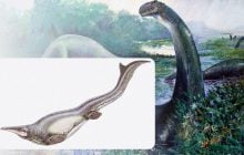 Миллионы лет назад в мире жила морская рептилия, которая ела динозавров: чем еще она особенная