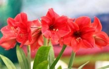 Чи потрібно обрізати листя амариліса: що радять експерти