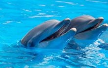 Такого еще не видели: косатки используют дельфинов как гончих на охоте, - ученые