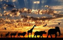 Їхня швидкість вражає: які тварини насправді є найшвидшими у світі