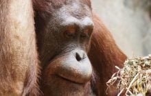 Наводнения стали угрозой для орангутанов Индонезии: масштаб катастрофы поразил ученых