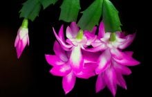 Почему вянет рождественник: садоводы назвали 10 частых ошибок в уходе