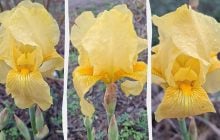 В Одесской области неожиданно расцвел удивительный цветок: ученый объяснил, что произошло