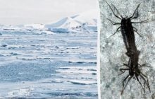 Мікропластик дістався краю Землі: його знайшли в організмі єдиної комахи Антарктиди