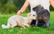 Зачем собаки обнюхивают друг друга под хвостом, когда знакомятся: почему именно там