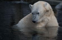 Має нюх за кілометр і їсть 45 кг жиру за раз: що відомо про найбільшого наземного хижака