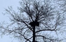 Біля Чорнобиля зафіксували гніздо рідкісного хижого птаха (фото)