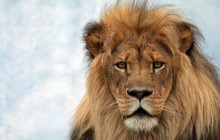 Скелет віком 7 тисяч років розкрив драму нападу лева на чоловіка, що вижив