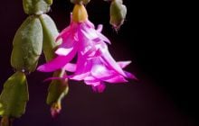 Де найкраще ростиме різдвяник: експертка назвала місце за фен-шуй